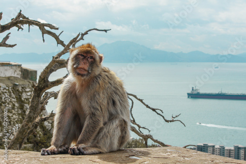 Monkey and Sea View from Gibraltar – February 20, 2010, Gibraltar