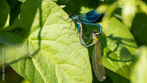 Damselfly Heart