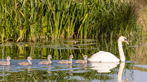 Swan and Cygnets