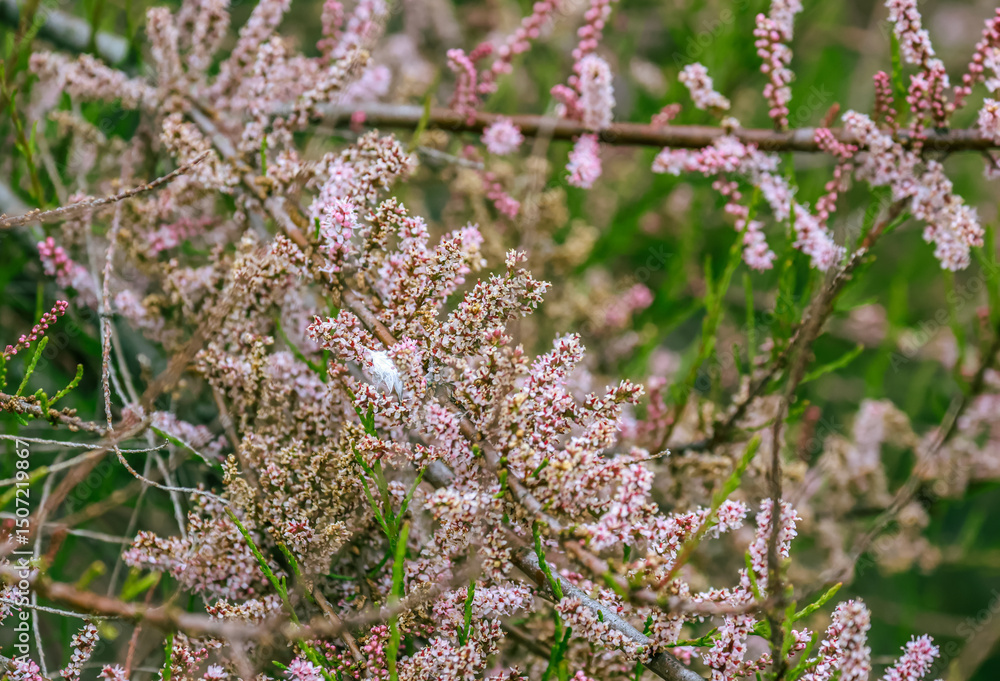 Obraz premium Tamarix ramosissima, commonly known as saltcedar, salt cedar, or tamarisk, is a deciduous arching shrub with reddish stems, feathery, pale green foliage, and characteristic small pink flowers. 