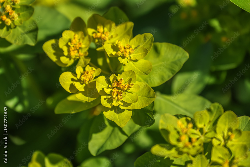 Obraz premium Euphorbia epithymoides, the cushion spurge, syn. E. polychroma, is a species of deciduous flowering plant in the family Euphorbiaceae.