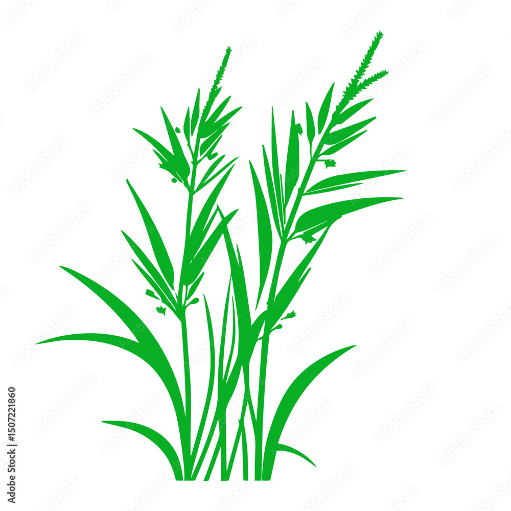 Fototapeta premium grass, nature, plant,leaf,ambush isolated vector 