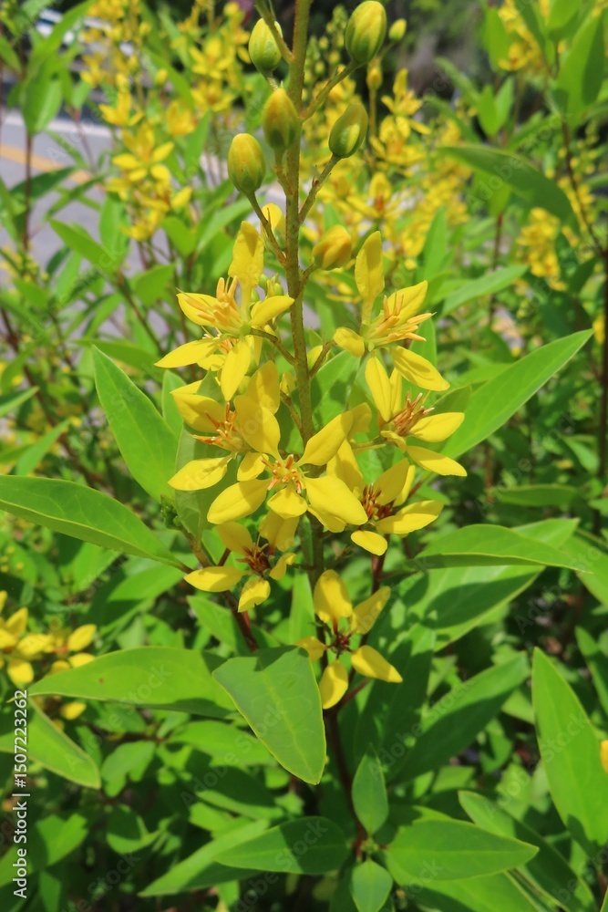 Fototapeta premium Beautiful yellow Galphimia flowers in Florida nature, closeup