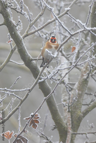 Goldfinch In Heavy Frost