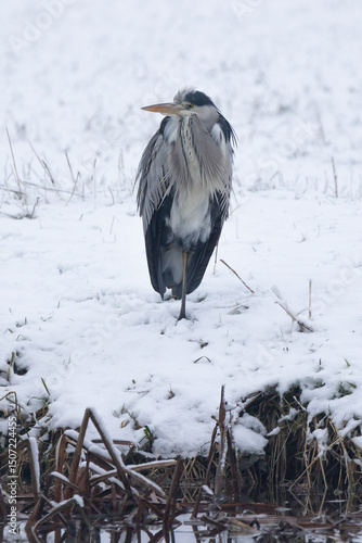 Heron On One Leg In Snow