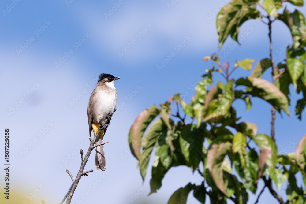 Fototapeta premium black capped kingfisher