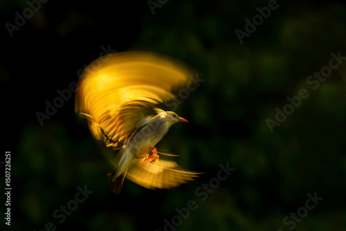 Fotografia yellow crowned night heron