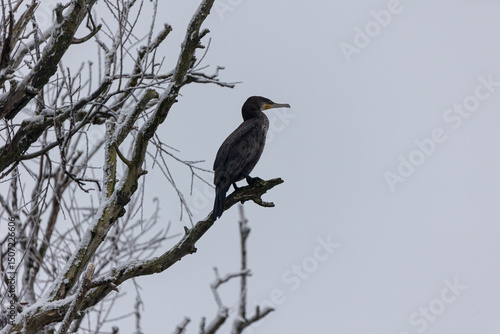 Cormorant Silhouetted Against Sky