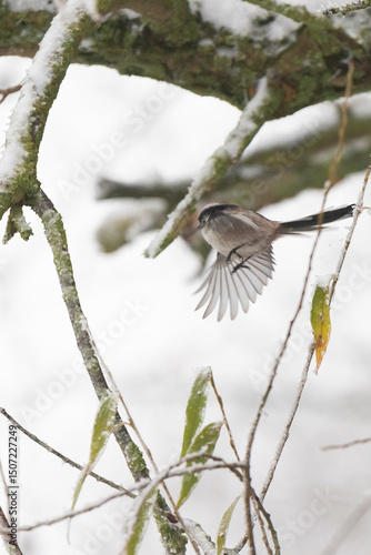 Long Tailed Tit Landing in Winter