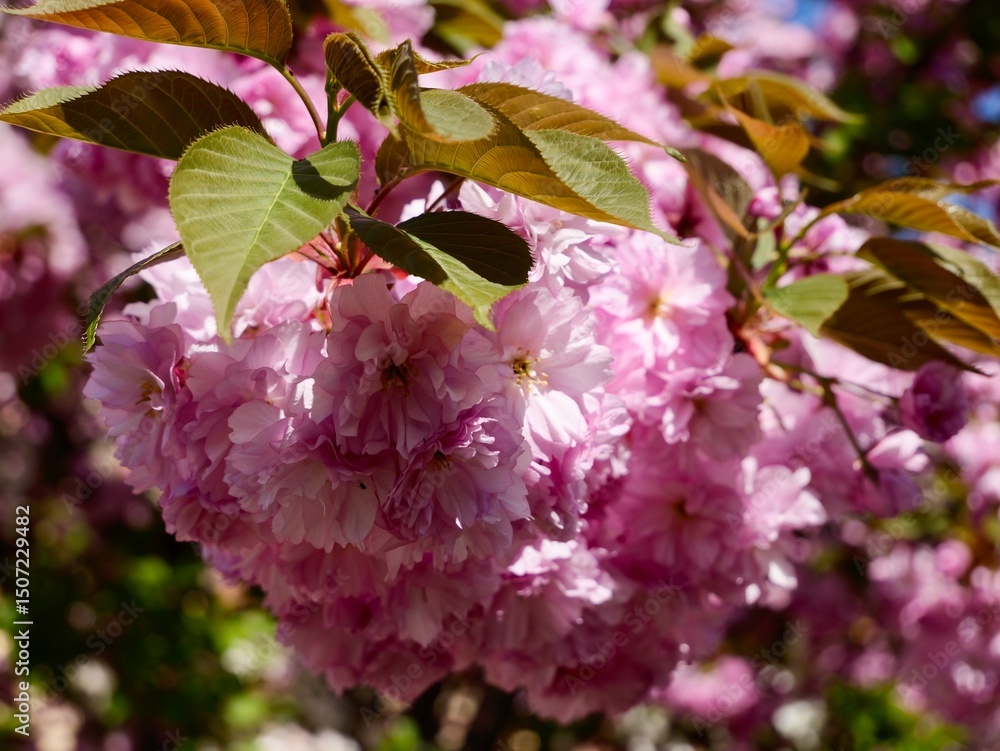 Obraz premium Flowers of Japanese cherry (Prunus serrulata), Cerasus Sato-zakura Group. Cultivar 'Kanzan', 'Sekiyama' or 'Kwanzan'. Flowers pink, double; young leaves bronze-coloured at first. Torino, Italy