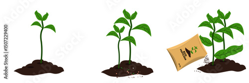 vector illustration Development of fertilized and unfertilized plants