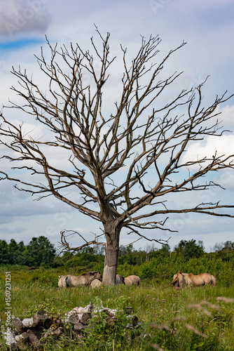 Wild Ponies beneath Dead Tree