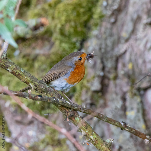 Robin Gathering Insects