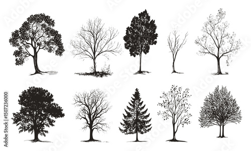 Autumn ash tree, forest silhouette, wild tree, nature engraving style, scenic elements, black tree clipart, rustic woodland, seasonal foliage, vector illustration.