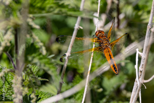 Dragonfly on Twig
