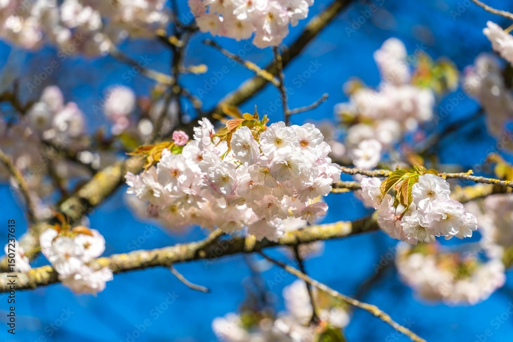 Fototapeta premium Cherry Blossoms Against Blue Sky