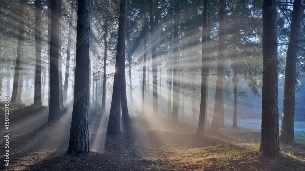 Obraz premium Mystical forest scene with sunbeams streaming through tall trees and fog