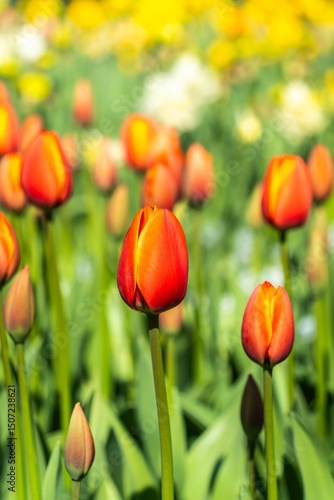 Vibrant Red and Orange Tulips in Bloom