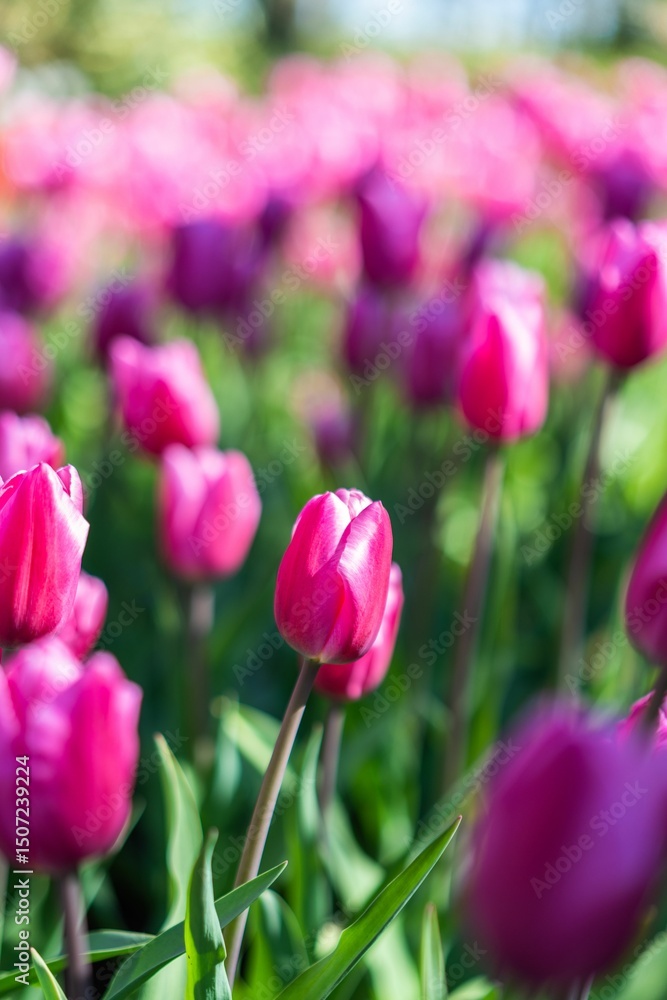 Vibrant Pink Tulip Field in Bloom Vibrant Pink Tulip Field in Bloom