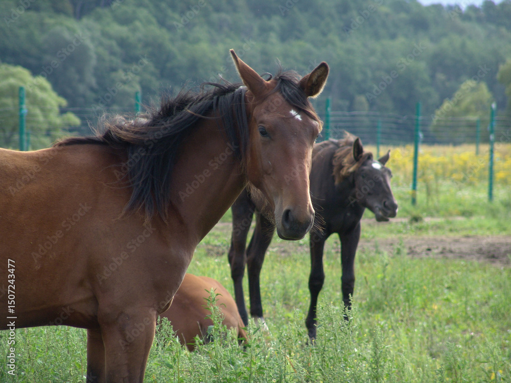 Chestnut mare with dark foal in green pasture, flowing mane in motion, rural farm setting with fence, trees, mother and baby horses, equine family livestock scene. Chestnut mare with dark foal in green pasture, flowing mane in motion, rural farm setting with fence, trees, mother and baby horses, equine family livestock scene.