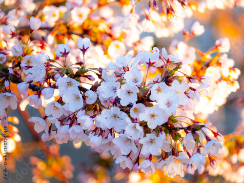 Cherry blossoms in full bloom at Langelinieparken, Copenhagen. A serene spring scene with vibrant pink and white flowers under a clear blue sky. photo