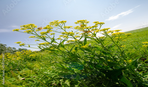 Quadro su tela Spring photography, landscape with a cloudy sky
