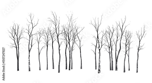Engraving Style Birch Tree, snow theme, Arctic Woodland, forest silhouette, black tree, nature design, winter scene, cold weather, vector illustration, natural environment.