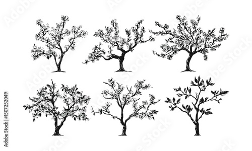 Spring orchard scene with plum tree silhouettes, blossom garden, engraved flowering tree vector illustration, seasonal canopy bloom, countryside landscape, floral natural elements.
