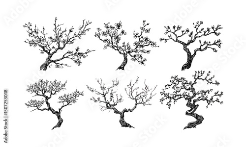 Blossoming Plum Tree Silhouettes, curved branch art, vintage nature vector illustration, engraved flower canopy, oriental spring theme, floral design, botanical clipart, elegant nature.
