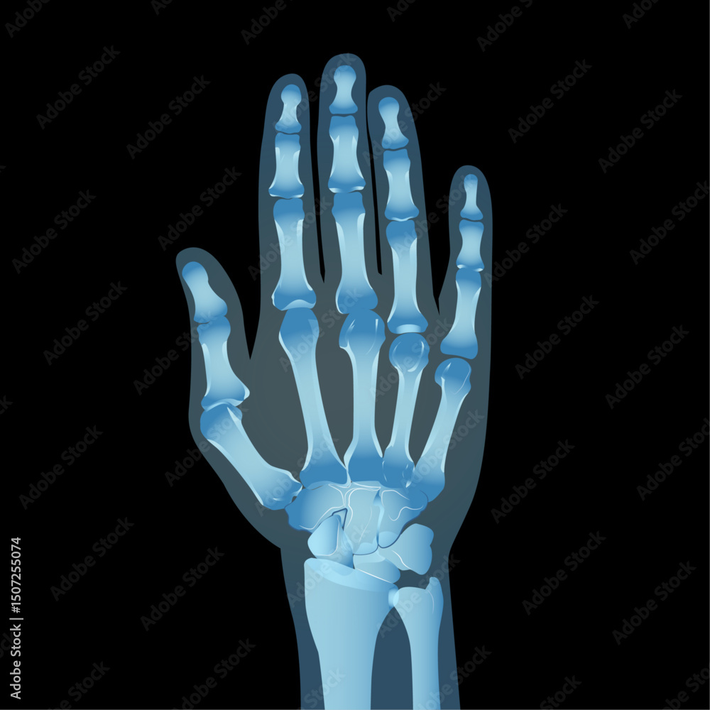 Naklejka premium Hand X Ray, Human anatomy skeleton vector illustration