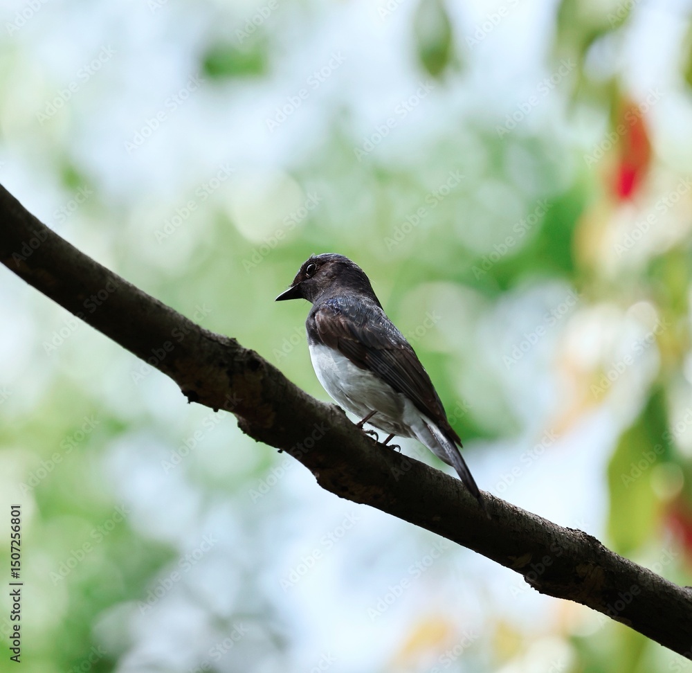 Fototapeta premium black capped kingfisher on branch