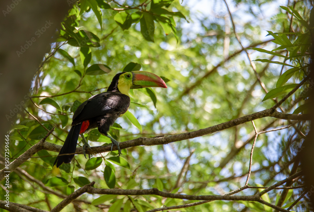 Fototapeta premium Colorful toucan bird perched in the shade of the tropical forest of Mexico with blurry background on a sunny afternoon in calakmul national park 