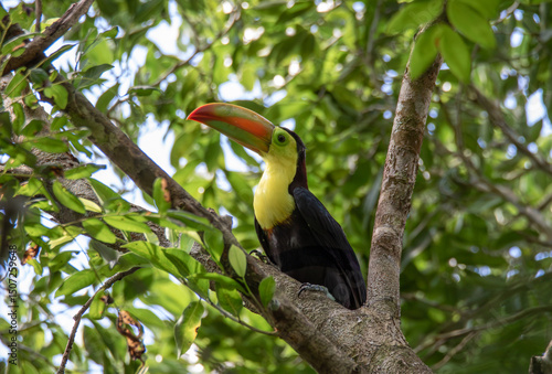 Close up of colorful toucan bird perched in a tree surrounded by green exotic vegetation in the Yucatan peninsula 