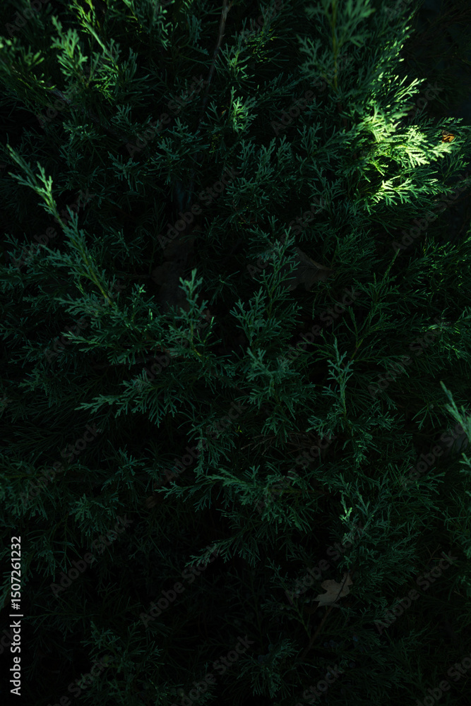 Fototapeta premium Dark Green natural background evergreen branches in forest