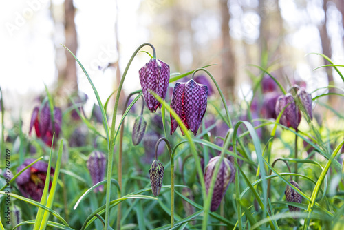 close up of purple fritillary flowers in grass