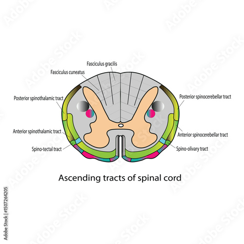 Ascending tracts of spinal cord - cross section
