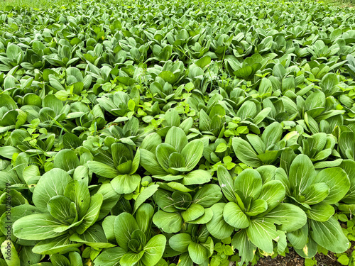 Foto Field of lush bok choy or pak choi plants growing in rows at a vegetable farm in Puncak, Cipanas, West Java, Indonesia