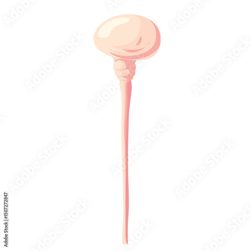 Isolated Pink Brainstem Anatomical Illustration on White Background