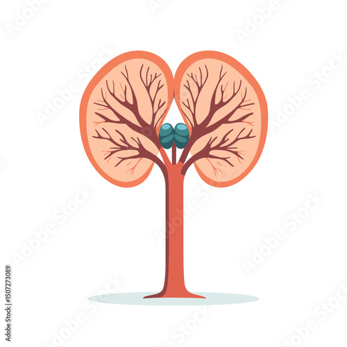 Kidney Health Illustration Featuring Anatomical Details on a Clean White Background Depicting Renal System Function