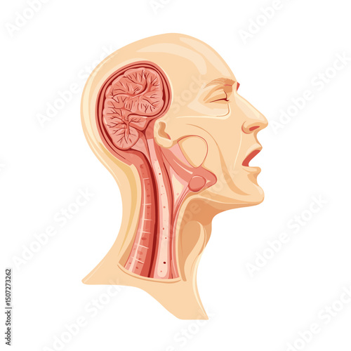 Medical Illustration of Human Head Anatomy with Brain Spinal Cord and Throat Internal Organs and Beige Skin Tone