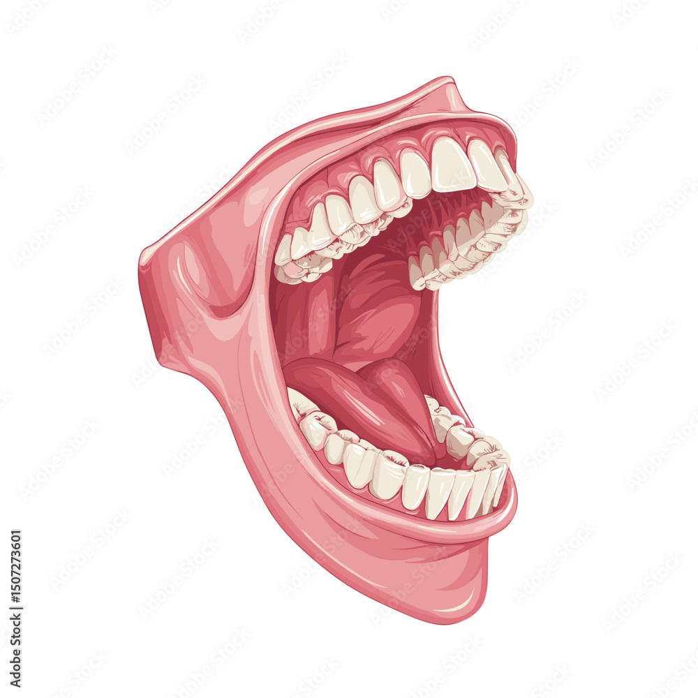 Naklejka premium Open Mouth Anatomy Illustration Showing Teeth and Tongue in Pink and White Color Scheme on White Background
