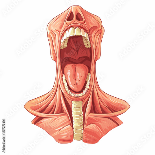 Open Mouth and Throat Anatomical Illustration with Muscle Structure on White Background Showing Detailed Biological System
