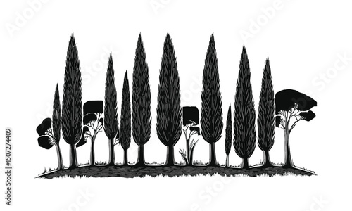 Cypress tree silhouettes with vineyard forest, southern engraved landscape, vertical canopy vector, winery nature design, rustic hilltop nature scene, vector illustration.