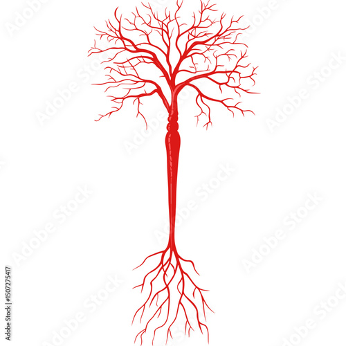 Red Vascular Tree with Branching Veins and Artery System Illustrating Medical and Biological Network Structure on White Background