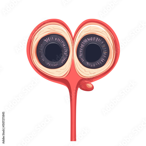 Stylized Anatomical Illustration of Eyes with a Cartoonish Look on a Clean White Background