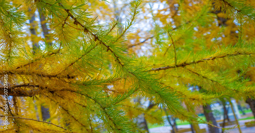 Canvastavla Autumn photography, leaves in the fall, At this time of the year the trees seem
