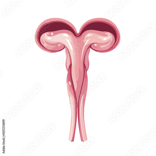 Uterus Anatomy Illustration of the Female Reproductive System Internal Organs in Detailed Pink Design on a Clean White Background Medical Diagram