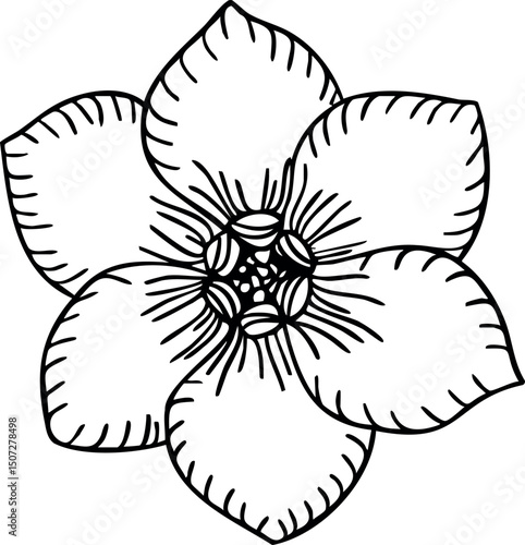 Forget me not flower line art. Hand drawn vector illustration