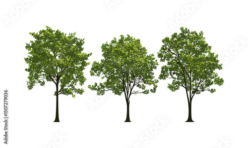 Dense beech tree silhouettes, shaded rural forest, engraved leaf vector, seasonal green canopy clipart, European woodland nature, vector illustration, forest environment, calm outdoor scenery.