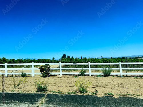 rows of plants in a field